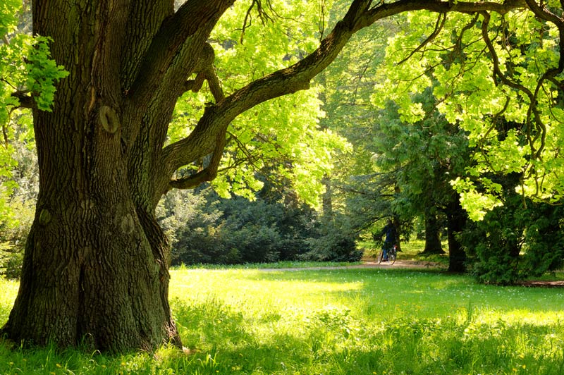 bike trail next to old healthy green tree