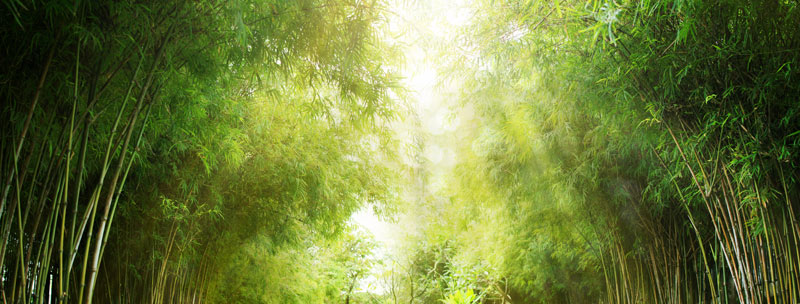 closely growing green trees forming a covered path walkway