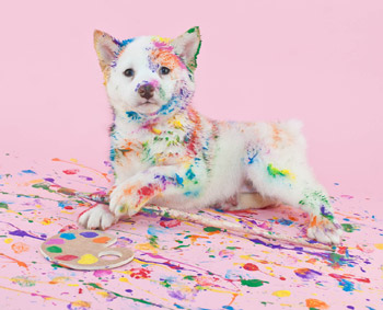 dog with paint on its fur